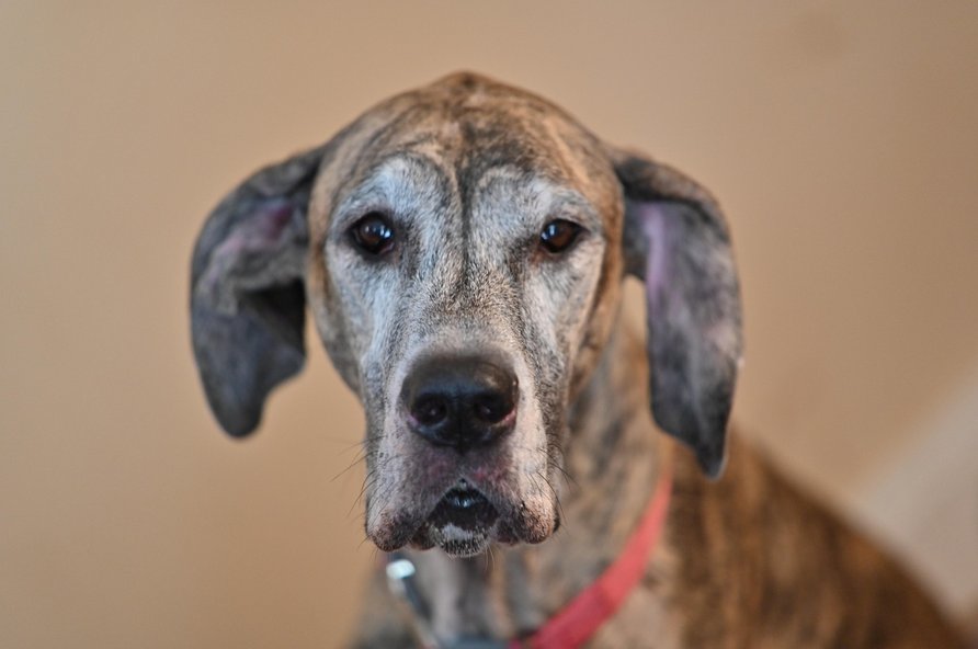 그레이트 데인 - 이미지