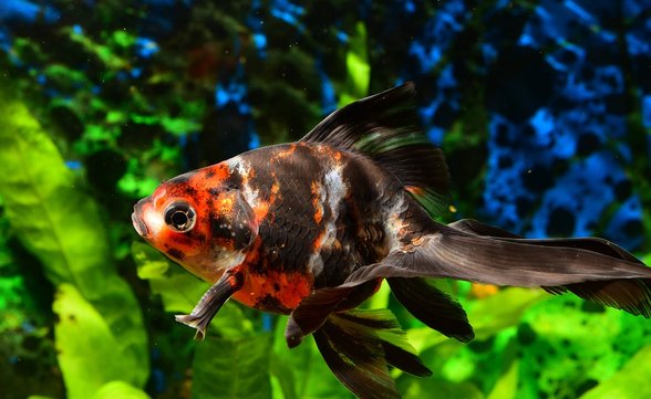 금붕어 - 이미지