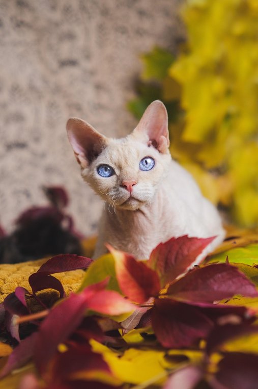 데본 렉스 - 이미지