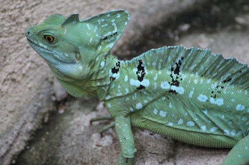 리스크 - 이미지