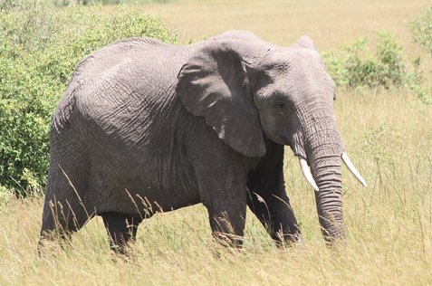 마사이마라 마사이마라 국립 보호구 - 이미지