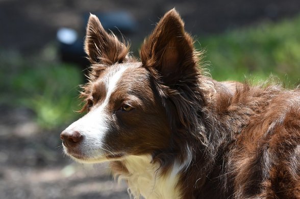 보더콜리 - 이미지