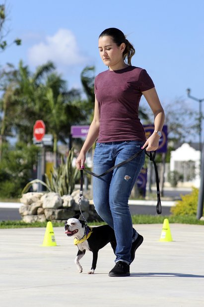 보스턴 테리어 - 이미지