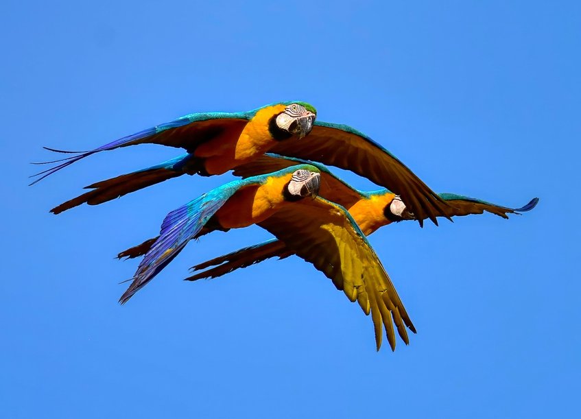 사랑앵무 - 이미지