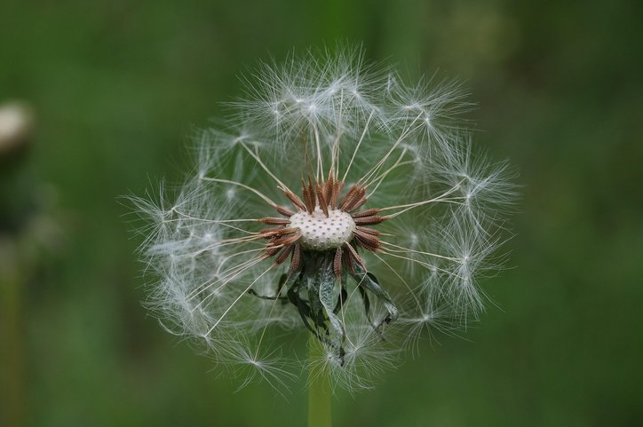 새희망홀씨 - 이미지