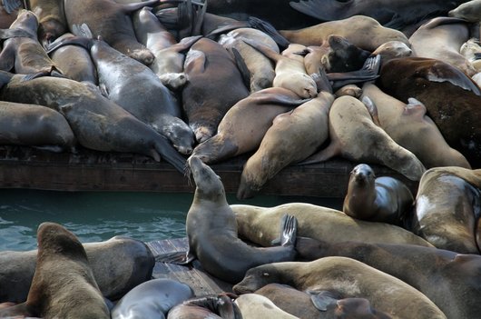 샌프란시스코 피어 39 - 이미지