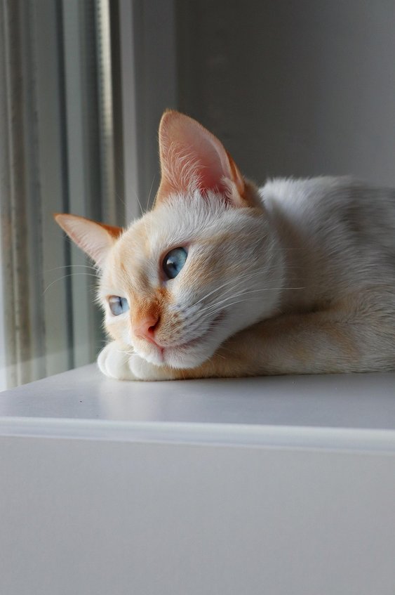 샴 고양이 - 이미지