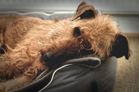 아이리시 세터 - 이미지