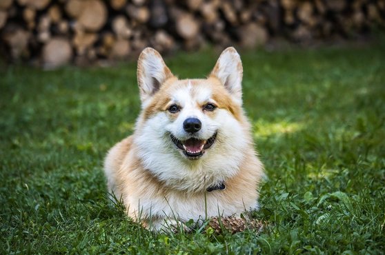 웰시 코기 - 이미지