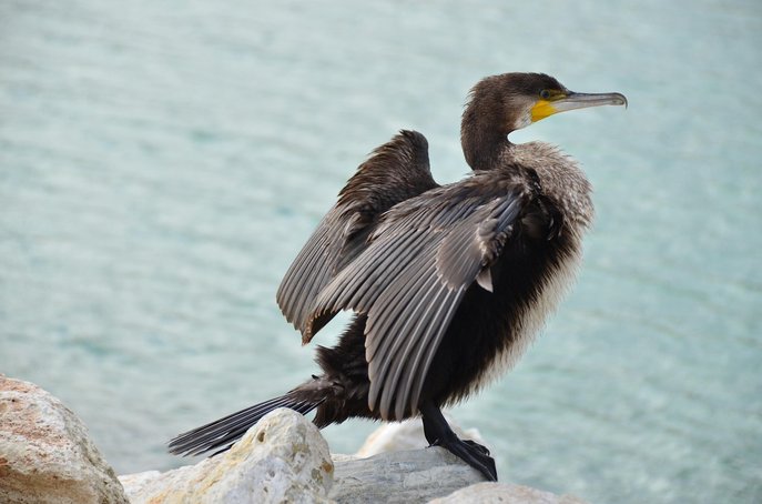 이집션 마우 - 이미지