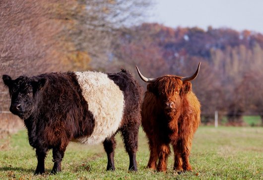 채소과일 - 이미지