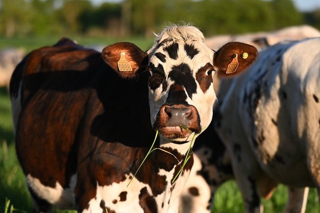 채소과일 - 이미지