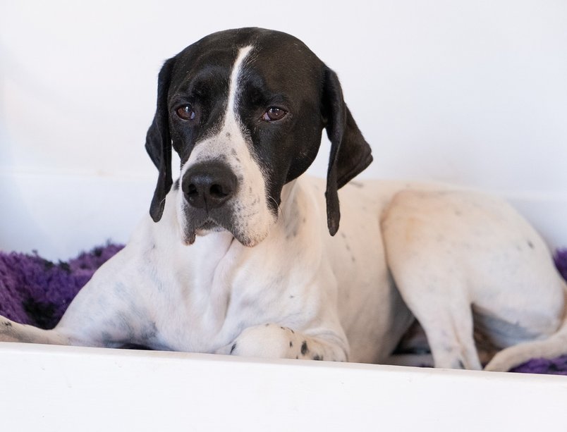 포인터 - 이미지