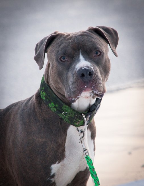 행사 스태프 - 이미지