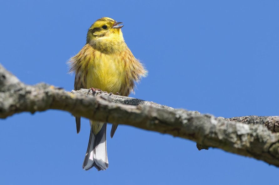 골드바 - 이미지