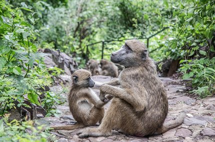 리빙스톤 빅토리아 폭포 - 이미지