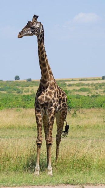 마사이 마라 국립 보호구역 야생 동물 사파리 - 이미지