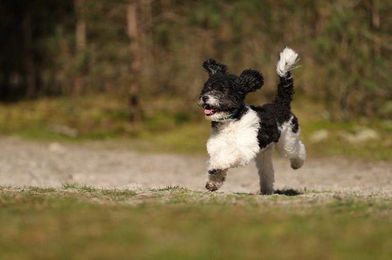 미니어처 푸들 - 이미지