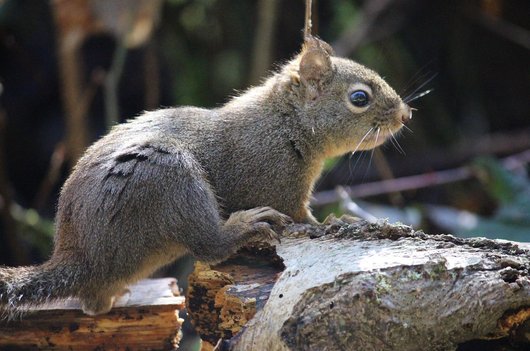 밴쿠버 스탠리파크 - 이미지