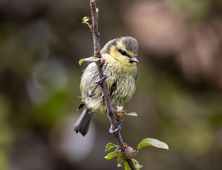 베이비시터 - 이미지