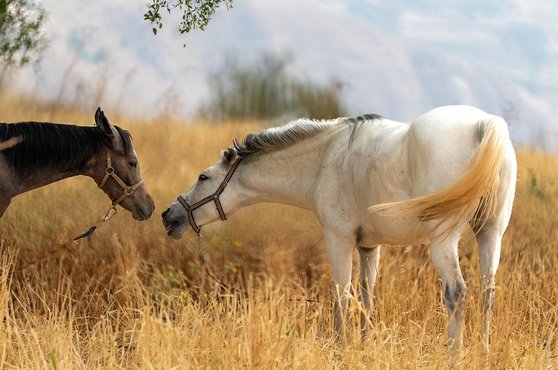 상호작용 - 이미지