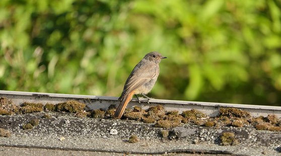 소액 프랜차이즈 - 이미지
