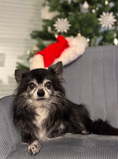 스냅사진 - 이미지