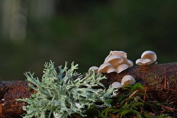 시라즈 나시르알물크모스크 - 이미지