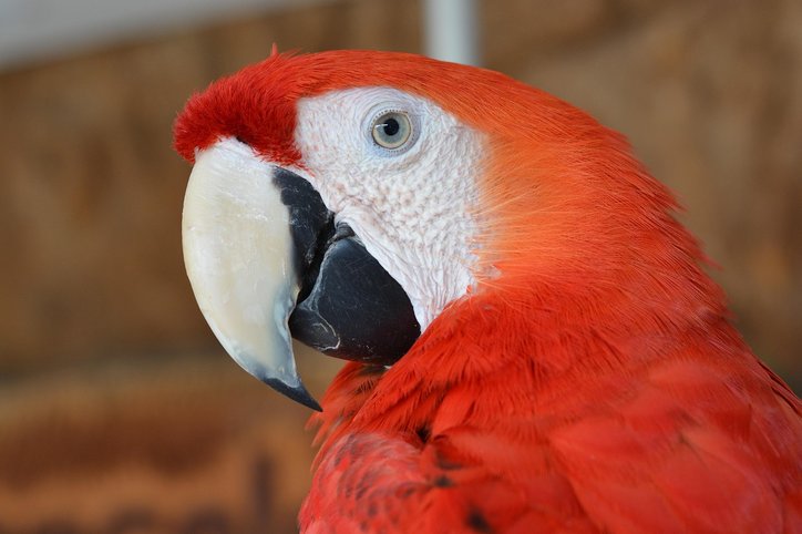 아마조나스 아마존 열대우림 - 이미지