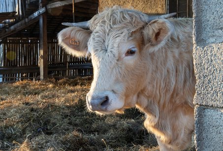 안정적인 - 이미지