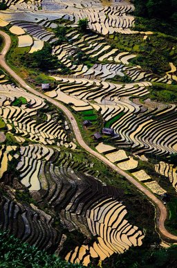 이푸가오 바나우에계단식논 - 이미지