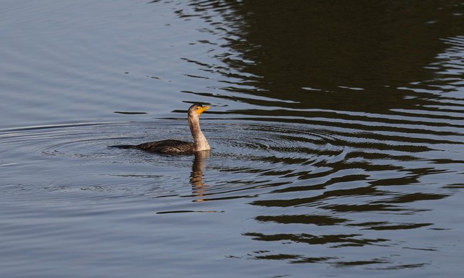 침착함 - 이미지