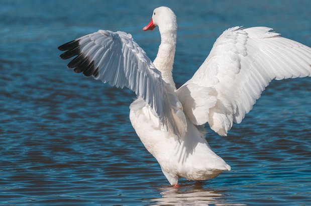 포토시 라구나 베르데 - 이미지