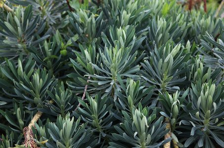 행복감 - 이미지