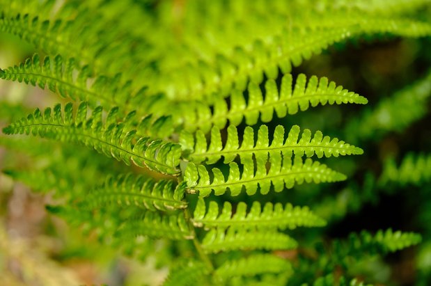 기관지 - 이미지