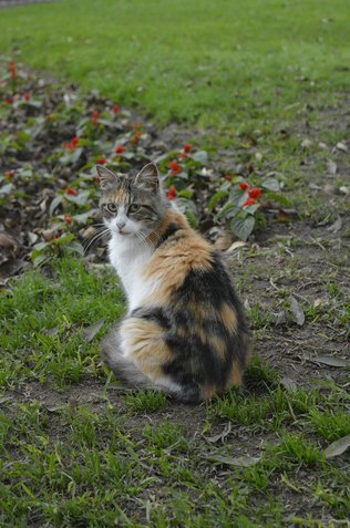 리마 미라플로레스 - 이미지