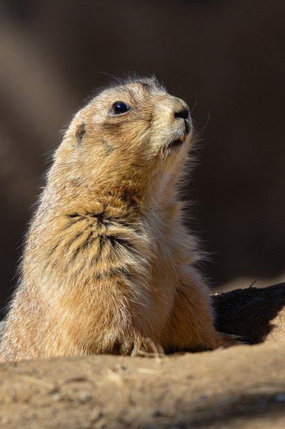 보금자리론 - 이미지