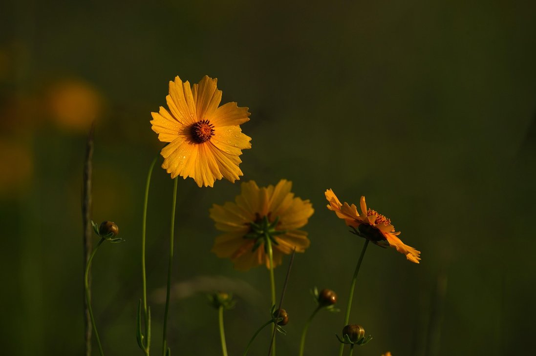 연금계산 - 이미지