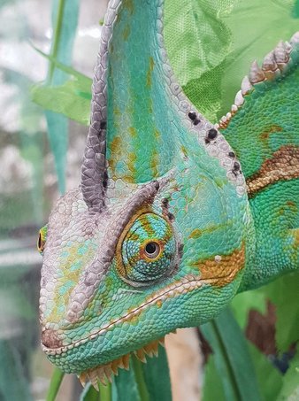 적응력 - 이미지