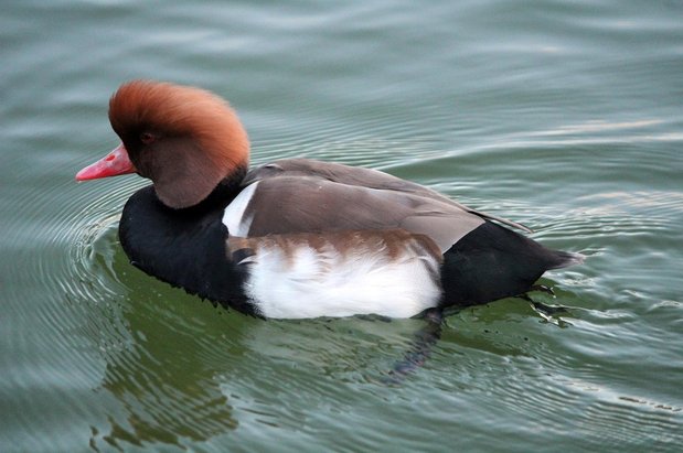 종부세 - 이미지