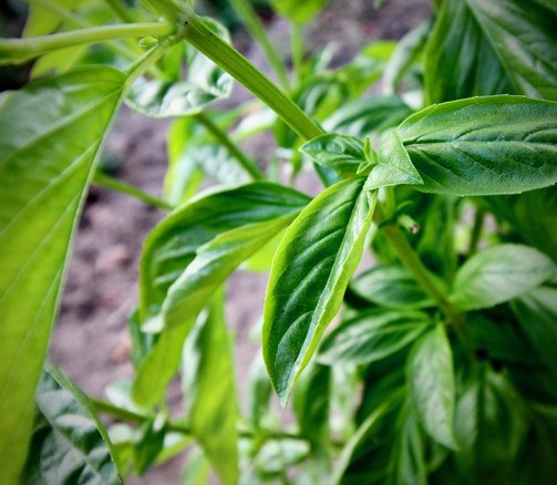 지중해식단 - 이미지