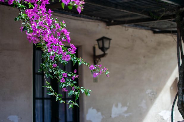 콜로니아 델 사크라멘토 콜로니아 구시가지 - 이미지