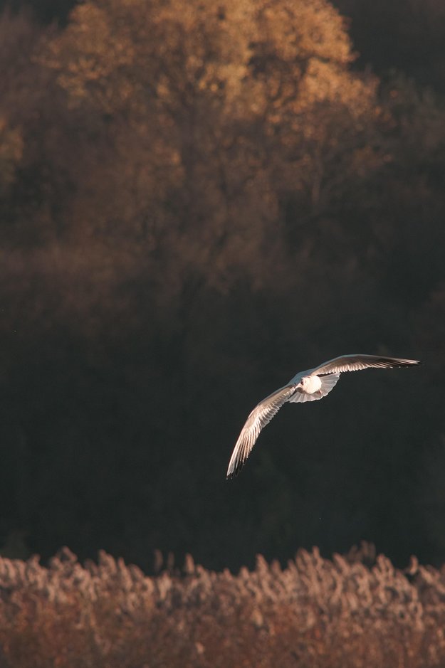 패널나우 - 이미지