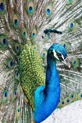 플로리다 에버글레이즈 국립공원 - 이미지