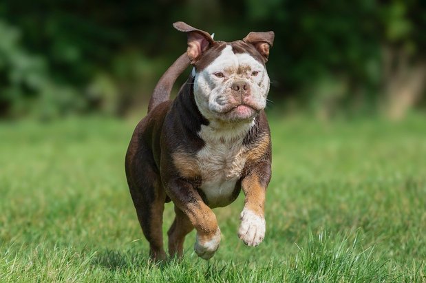 행복한 - 이미지