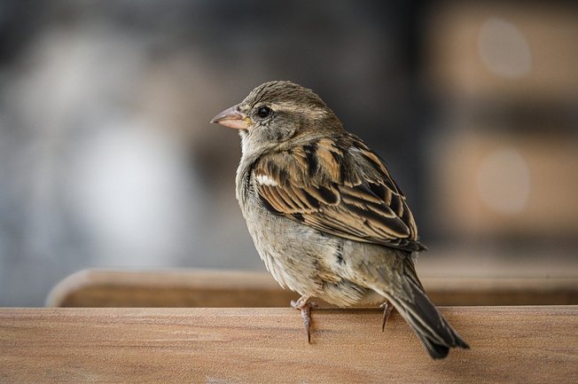 간편 송금 - 이미지