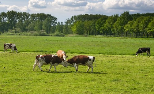 갈등 중재 - 이미지