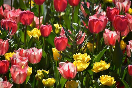 리세 쾨켄호프 - 이미지