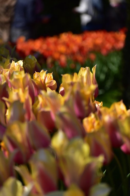 리세 쾨켄호프 - 이미지