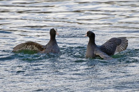 말레 아톨 - 이미지